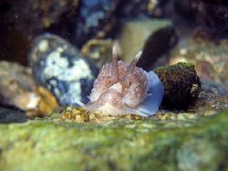 close up from a vlokkige naakslak in the Oosterschelde "H... by Marco Herman 